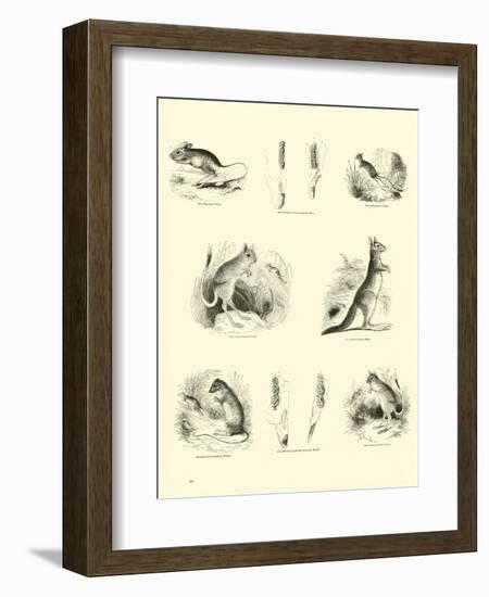 Page from the Pictorial Museum of Animated Nature-null-Framed Giclee Print