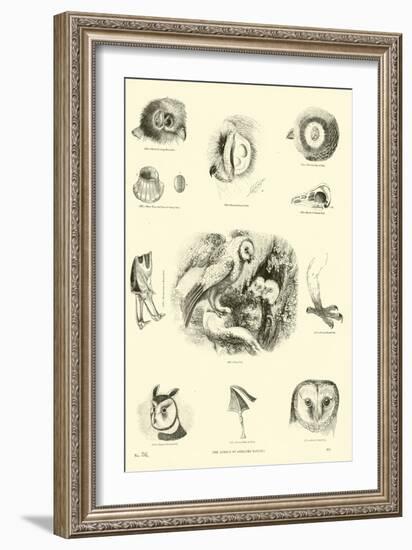 Page from the Pictorial Museum of Animated Nature-null-Framed Giclee Print