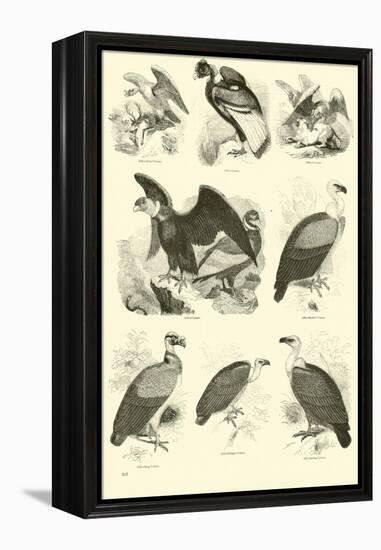 Page from the Pictorial Museum of Animated Nature-null-Framed Premier Image Canvas