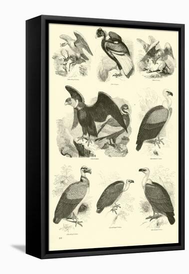 Page from the Pictorial Museum of Animated Nature-null-Framed Premier Image Canvas