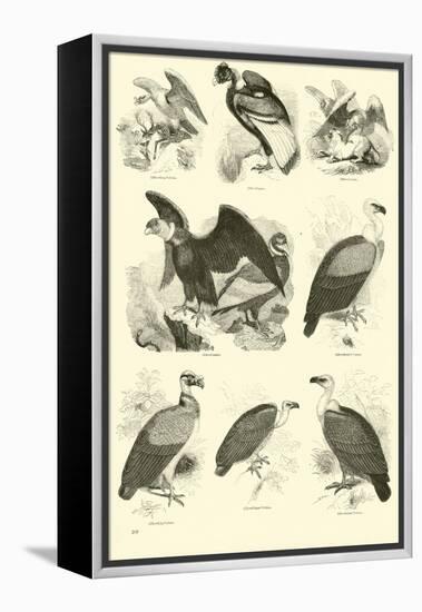 Page from the Pictorial Museum of Animated Nature-null-Framed Premier Image Canvas