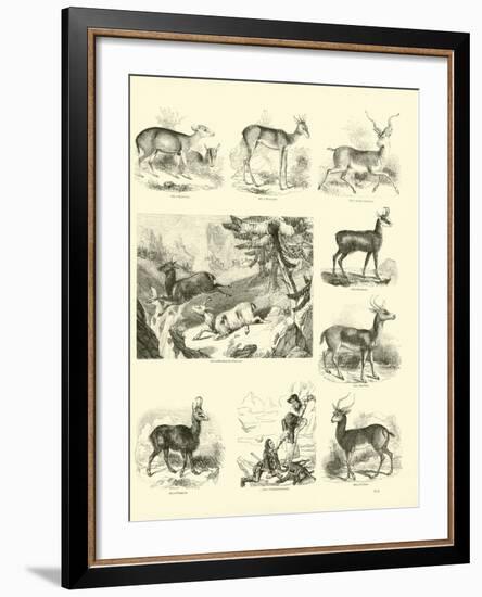 Page from the Pictorial Museum of Animated Nature-null-Framed Giclee Print