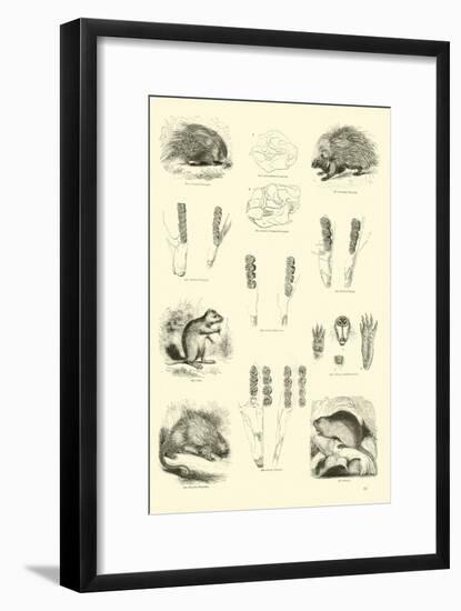 Page from the Pictorial Museum of Animated Nature-null-Framed Giclee Print