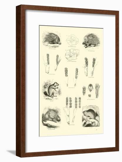 Page from the Pictorial Museum of Animated Nature-null-Framed Giclee Print