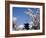 Pagoda & Cherry Blossoms, Kyoto, Japan-null-Framed Photographic Print