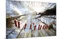 Premium Photographic Print