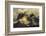 Paine Massif, Torres del Paine National Park, Chile, Patagonia-Adam Jones-Framed Photographic Print