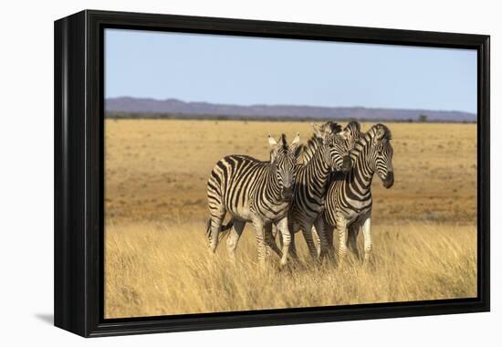 Pains Zebra (Equus Quagga Burchelli), Mokala National Park, South Africa, Africa-Ann & Steve Toon-Framed Premier Image Canvas