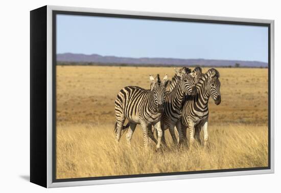 Pains Zebra (Equus Quagga Burchelli), Mokala National Park, South Africa, Africa-Ann & Steve Toon-Framed Premier Image Canvas