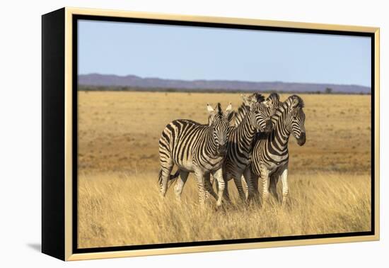 Pains Zebra (Equus Quagga Burchelli), Mokala National Park, South Africa, Africa-Ann & Steve Toon-Framed Premier Image Canvas