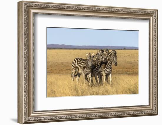 Pains Zebra (Equus Quagga Burchelli), Mokala National Park, South Africa, Africa-Ann & Steve Toon-Framed Photographic Print