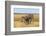 Pains Zebra (Equus Quagga Burchelli), Mokala National Park, South Africa, Africa-Ann & Steve Toon-Framed Photographic Print