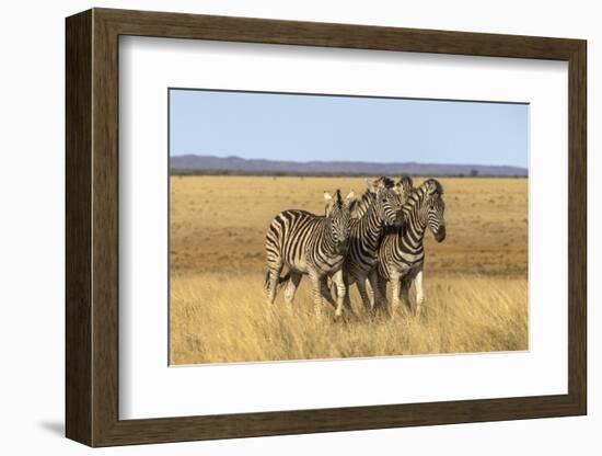 Pains Zebra (Equus Quagga Burchelli), Mokala National Park, South Africa, Africa-Ann & Steve Toon-Framed Photographic Print