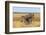 Pains Zebra (Equus Quagga Burchelli), Mokala National Park, South Africa, Africa-Ann & Steve Toon-Framed Photographic Print