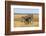 Pains Zebra (Equus Quagga Burchelli), Mokala National Park, South Africa, Africa-Ann & Steve Toon-Framed Photographic Print