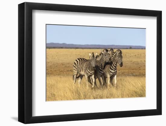 Pains Zebra (Equus Quagga Burchelli), Mokala National Park, South Africa, Africa-Ann & Steve Toon-Framed Photographic Print