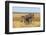 Pains Zebra (Equus Quagga Burchelli), Mokala National Park, South Africa, Africa-Ann & Steve Toon-Framed Photographic Print