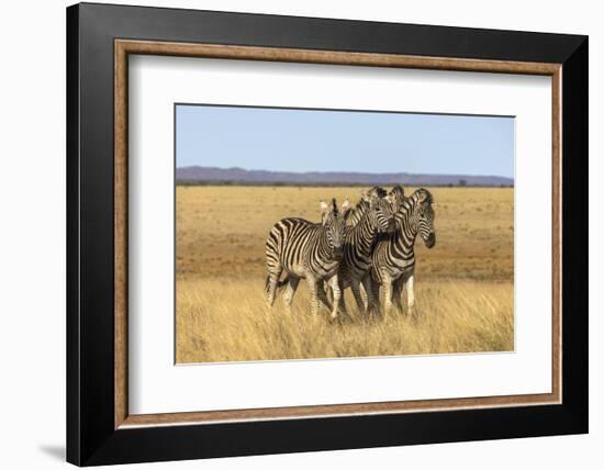 Pains Zebra (Equus Quagga Burchelli), Mokala National Park, South Africa, Africa-Ann & Steve Toon-Framed Photographic Print