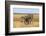 Pains Zebra (Equus Quagga Burchelli), Mokala National Park, South Africa, Africa-Ann & Steve Toon-Framed Photographic Print