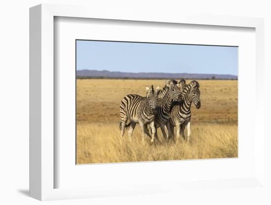 Pains Zebra (Equus Quagga Burchelli), Mokala National Park, South Africa, Africa-Ann & Steve Toon-Framed Photographic Print