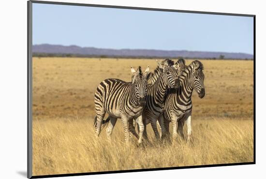 Pains Zebra (Equus Quagga Burchelli), Mokala National Park, South Africa, Africa-Ann & Steve Toon-Mounted Photographic Print