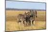 Pains Zebra (Equus Quagga Burchelli), Mokala National Park, South Africa, Africa-Ann & Steve Toon-Mounted Photographic Print