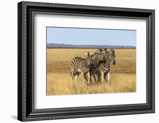 Pains Zebra (Equus Quagga Burchelli), Mokala National Park, South Africa, Africa-Ann & Steve Toon-Framed Photographic Print