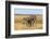 Pains Zebra (Equus Quagga Burchelli), Mokala National Park, South Africa, Africa-Ann & Steve Toon-Framed Photographic Print