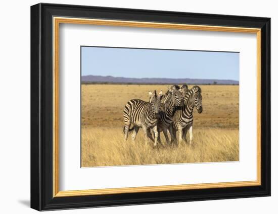 Pains Zebra (Equus Quagga Burchelli), Mokala National Park, South Africa, Africa-Ann & Steve Toon-Framed Photographic Print