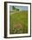 Paint Brush and Dirt Road, Cuero, Texas, USA-Darrell Gulin-Framed Photographic Print