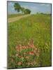 Paint Brush and Dirt Road, Cuero, Texas, USA-Darrell Gulin-Mounted Photographic Print