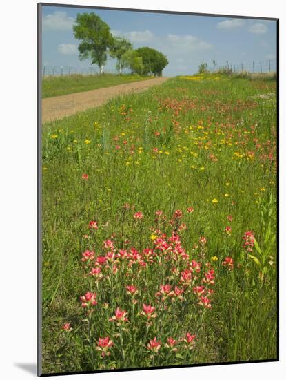 Paint Brush and Dirt Road, Cuero, Texas, USA-Darrell Gulin-Mounted Photographic Print