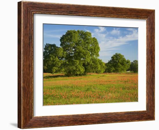 Paint Brush in Fields Near Gay Hill, Texas, USA-Darrell Gulin-Framed Photographic Print