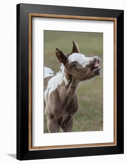 Paint foal (colt) with lip curled-Maresa Pryor-Luzier-Framed Photographic Print