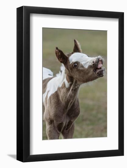 Paint foal (colt) with lip curled-Maresa Pryor-Luzier-Framed Photographic Print