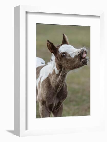 Paint foal (colt) with lip curled-Maresa Pryor-Luzier-Framed Photographic Print