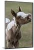 Paint foal (colt) with lip curled-Maresa Pryor-Luzier-Mounted Photographic Print