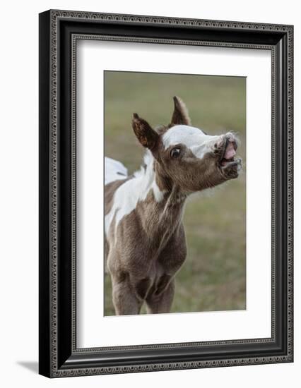 Paint foal (colt) with lip curled-Maresa Pryor-Luzier-Framed Photographic Print