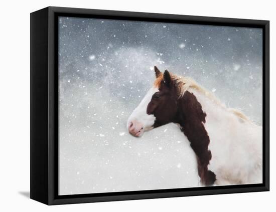Paint Horse in the Snow-Jai Johnson-Framed Premier Image Canvas