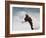 Paint Horse in the Snow-Jai Johnson-Framed Giclee Print