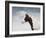 Paint Horse in the Snow-Jai Johnson-Framed Giclee Print