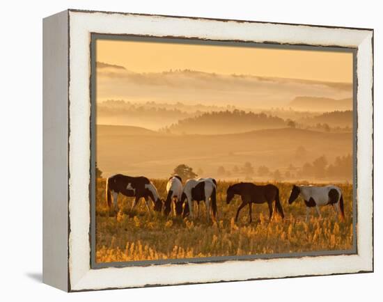 Paint Horses at Black Hills Wild Horse Sanctuary, South Dakota, Usa-Cathy & Gordon Illg-Framed Premier Image Canvas