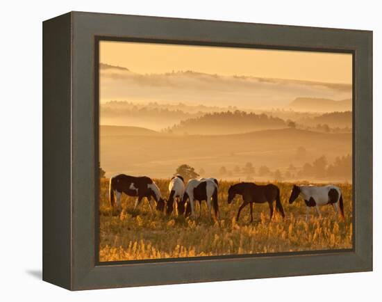 Paint Horses at Black Hills Wild Horse Sanctuary, South Dakota, Usa-Cathy & Gordon Illg-Framed Premier Image Canvas