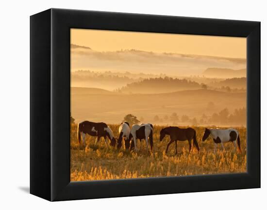 Paint Horses at Black Hills Wild Horse Sanctuary, South Dakota, Usa-Cathy & Gordon Illg-Framed Premier Image Canvas