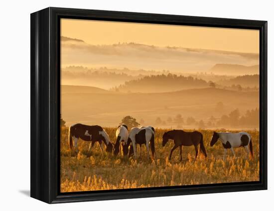 Paint Horses at Black Hills Wild Horse Sanctuary, South Dakota, Usa-Cathy & Gordon Illg-Framed Premier Image Canvas