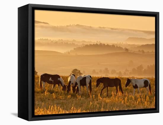 Paint Horses at Black Hills Wild Horse Sanctuary, South Dakota, Usa-Cathy & Gordon Illg-Framed Premier Image Canvas