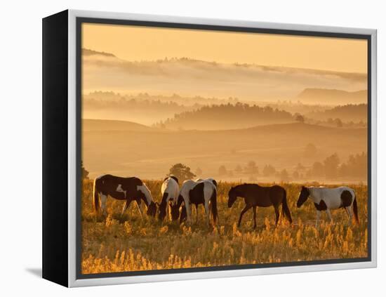 Paint Horses at Black Hills Wild Horse Sanctuary, South Dakota, Usa-Cathy & Gordon Illg-Framed Premier Image Canvas