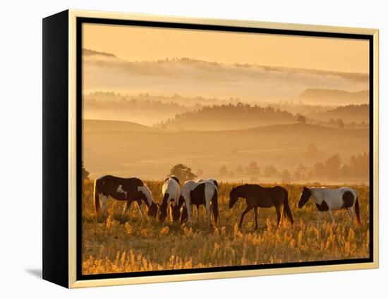 Paint Horses at Black Hills Wild Horse Sanctuary, South Dakota, Usa-Cathy & Gordon Illg-Framed Premier Image Canvas