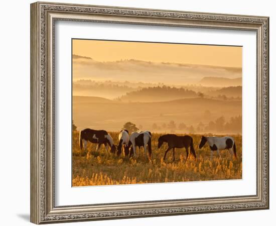 Paint Horses at Black Hills Wild Horse Sanctuary, South Dakota, Usa-Cathy & Gordon Illg-Framed Photographic Print