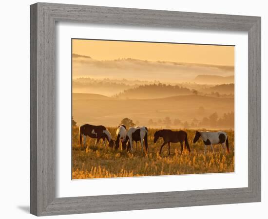 Paint Horses at Black Hills Wild Horse Sanctuary, South Dakota, Usa-Cathy & Gordon Illg-Framed Photographic Print